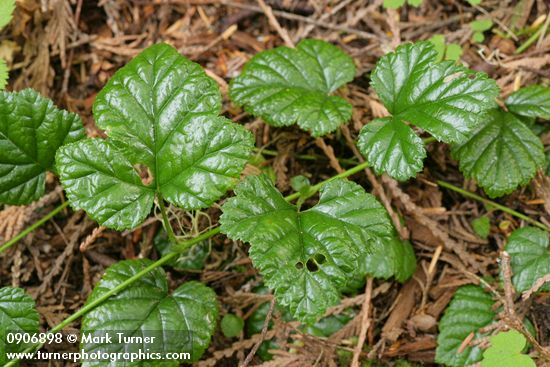 Rubus nivalis