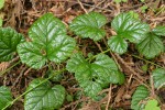 Snow Bramble foliage