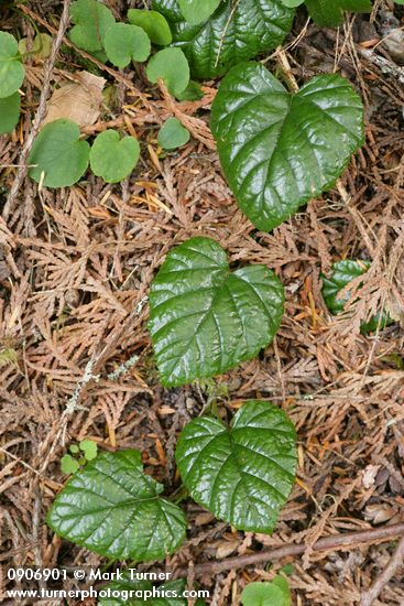 Rubus nivalis