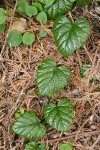 Snow Bramble foliage