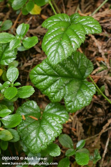 Rubus nivalis