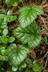 Snow Bramble foliage