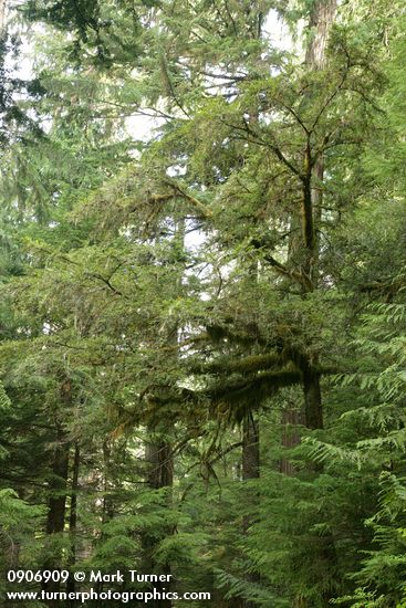 Taxus brevifolia