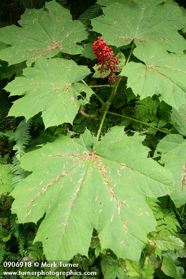 Oplopanax horridus