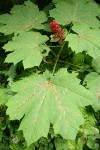 Devil's Club fruit & foliage