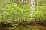 Western Hemlock seedlings on nurse log