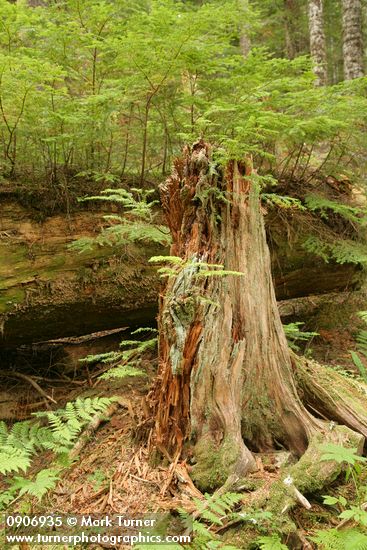 Tsuga heterophylla