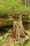 Western Hemlock seedlings on nurse log & decaying stump