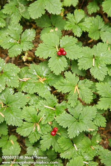 Rubus pedatus