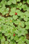 Strawberry Bramble fruit & foliage