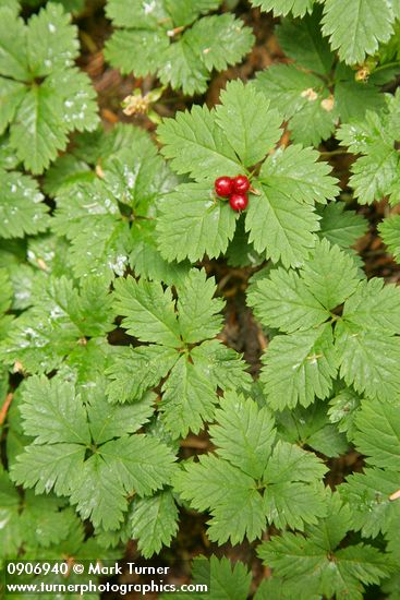 Rubus pedatus