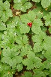 Strawberry Bramble fruit & foliage