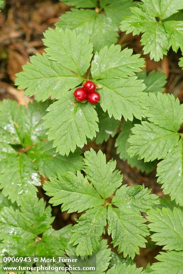 Rubus pedatus