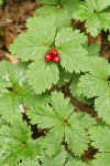 Strawberry Bramble fruit & foliage