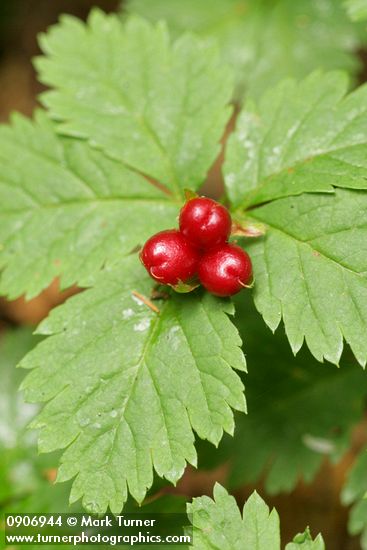 Rubus pedatus