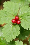 Strawberry Bramble fruit & foliage detail