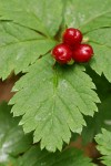 Strawberry Bramble fruit & foliage detail