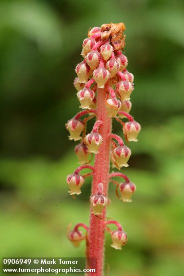 Pterospora andromedea