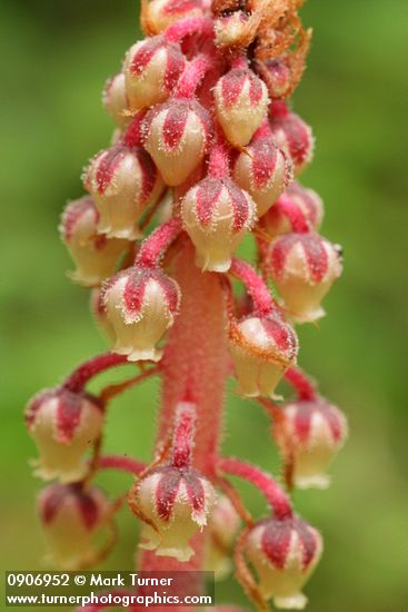 Pterospora andromedea