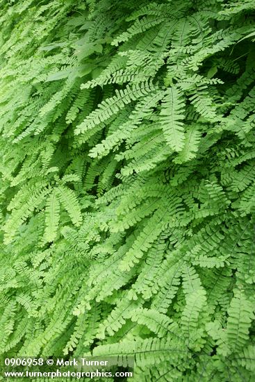 Adiantum aleuticum