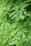 Maidenhair Ferns