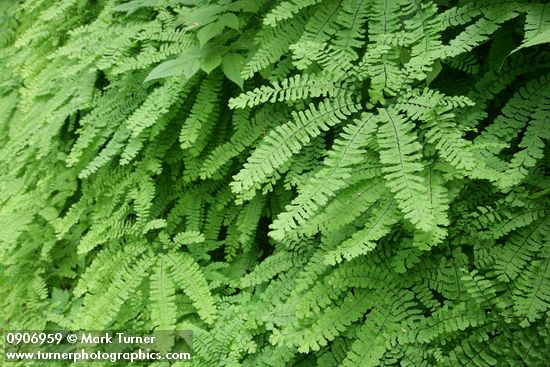 Adiantum aleuticum