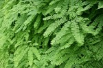 Maidenhair Ferns