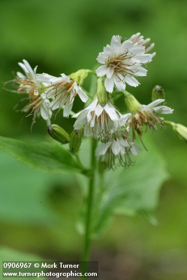 Prenanthes alata