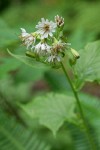 Western Rattlenake Root