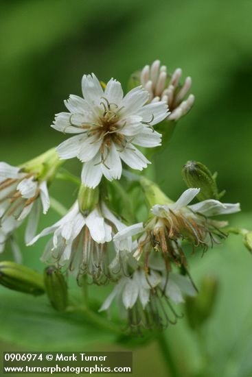 Prenanthes alata