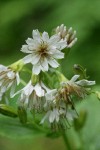 Western Rattlenake Root blossoms detail