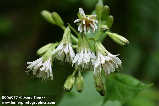 Prenanthes alata