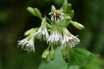 Western Rattlenake Root blossoms