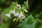 Western Rattlenake Root blossoms