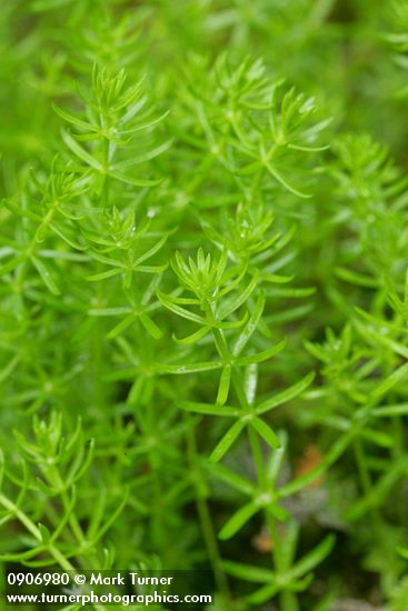 Hippuris montana