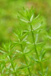 Mountain Mare's-tail blossoms & foliage detail