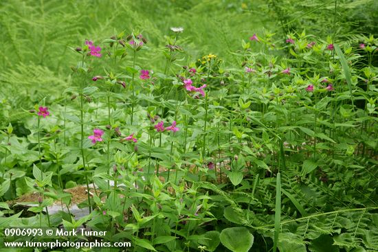 Erythranthe lewisii