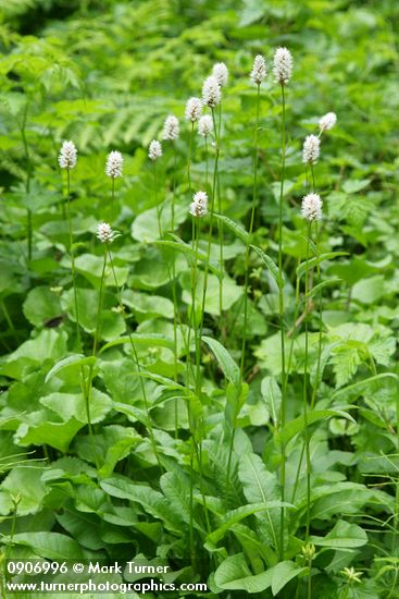 Polygonum bistortoides