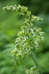 Green Corn Lily blossoms