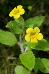 Musk Monkeyflower