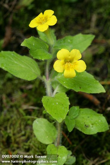 Mimulus moschatus