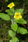 Musk Monkeyflower