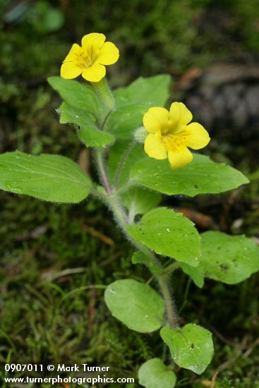 Mimulus moschatus