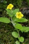 Musk Monkeyflower