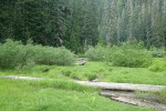 Wet Sedge meadow w/ Willows at Elbow Lake outlet