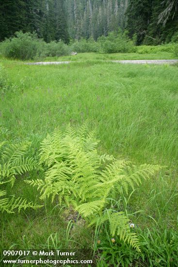 Athyrium filix-femina