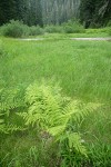 Lady Fern at edge of wet sedge meadow