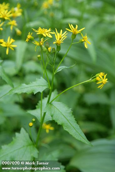 Senecio triangularis