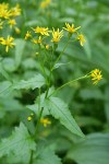 Arrowleaf Groundsel blossoms & foliage