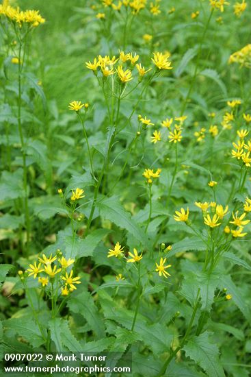 Senecio triangularis